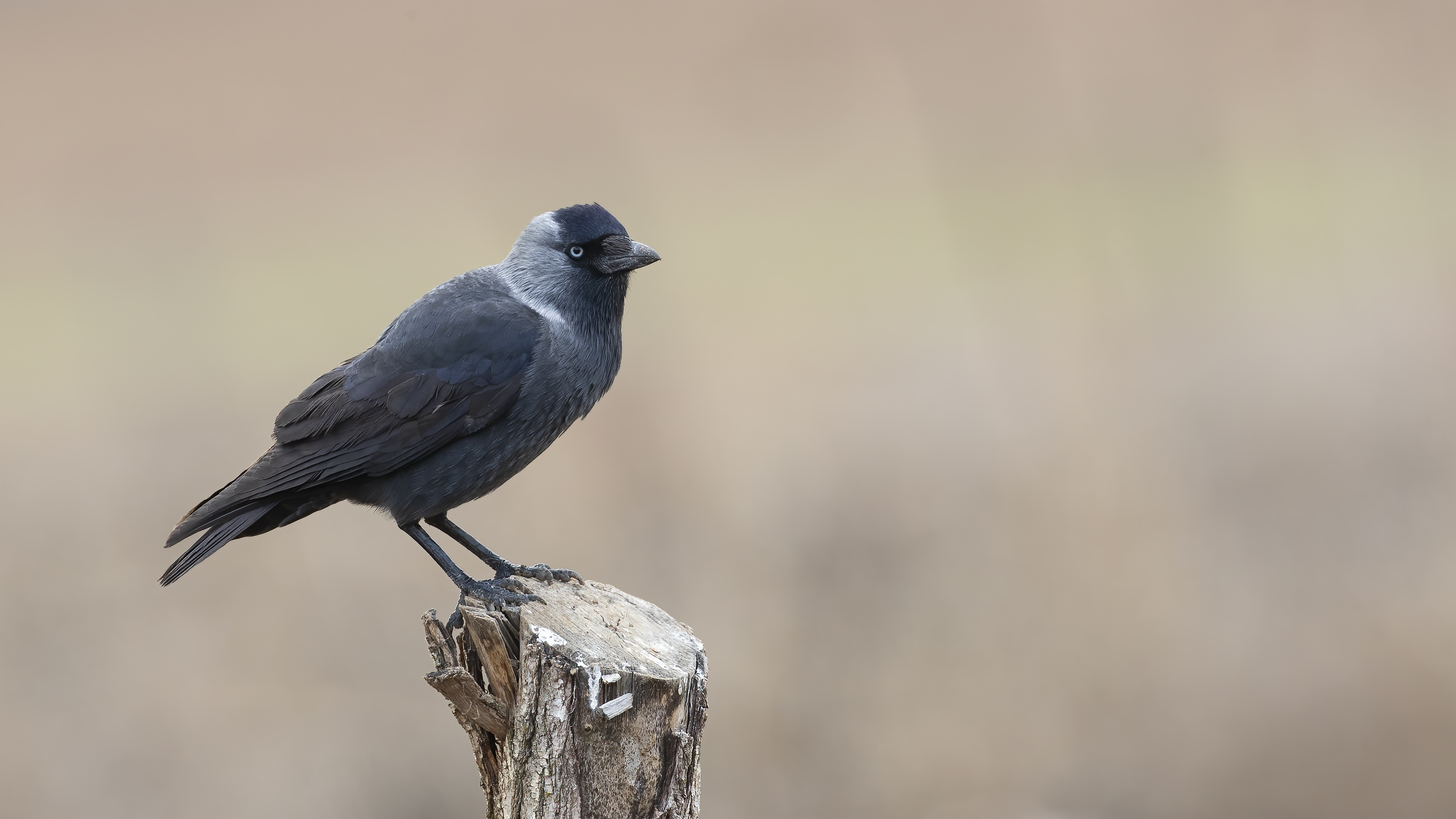 Eurasian Jackdaw